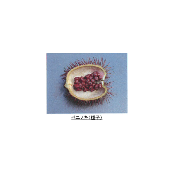 キャプチャ.PNG