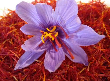 【サフランエキス末アフロン】気分の改善