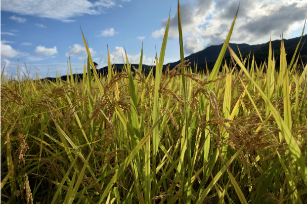 ロボット技術を活用したWORKROID米を初収穫