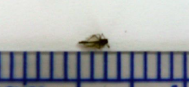 昆虫種の遺伝子同定