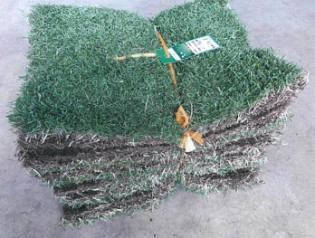 省管理型コウライシバ『TM9』