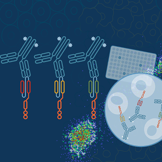 新しい抗CARリンカー抗体