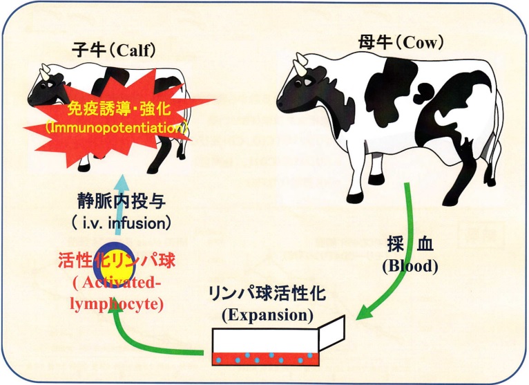 母牛（他家）由来活性化リンパ球投与による子牛の免疫強化技術