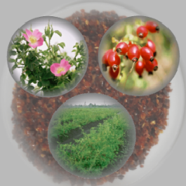 株式会社IRYNA Corporation　事業紹介