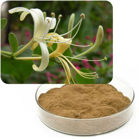 Lonicera