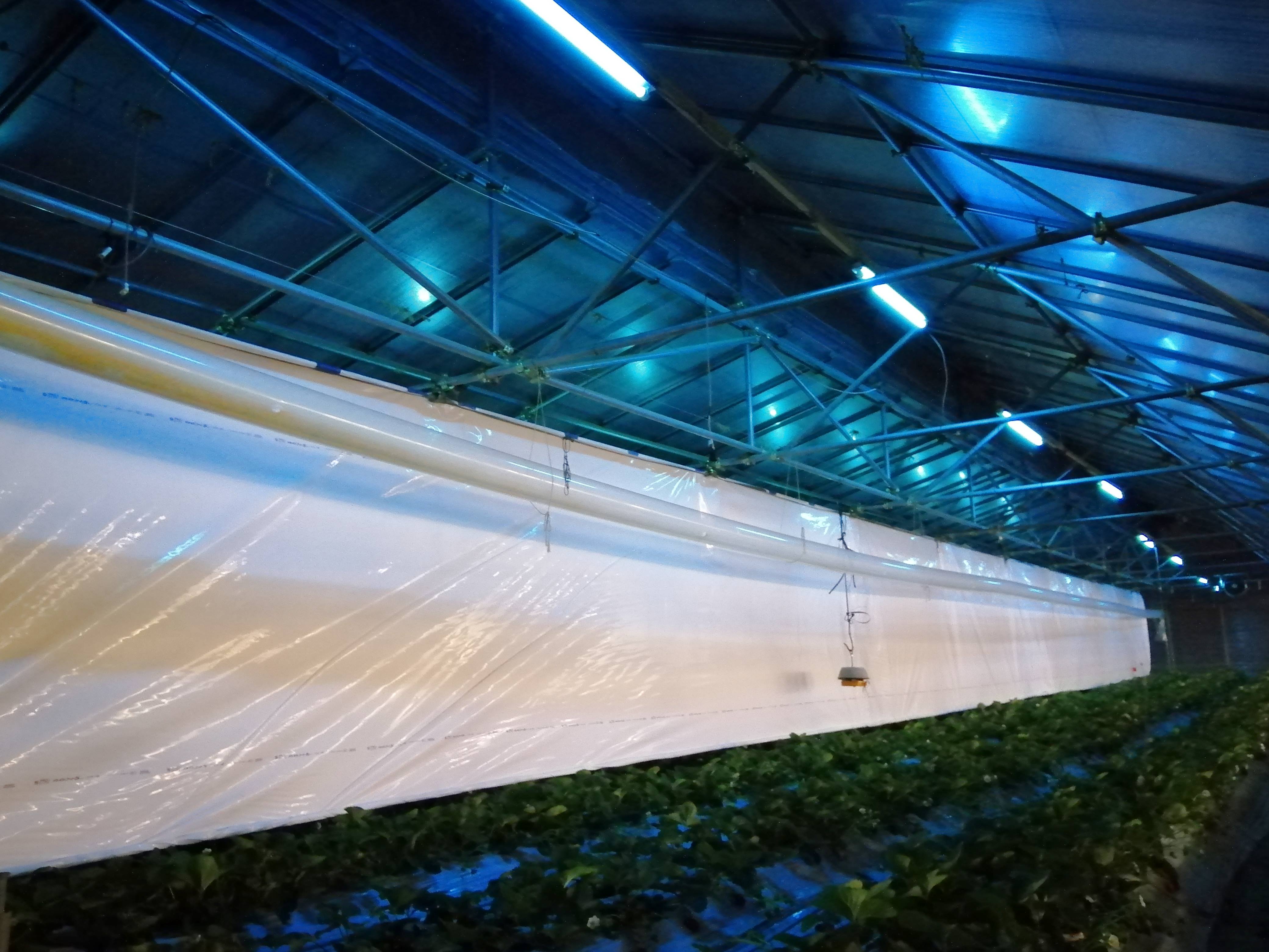 【農業用照明】UVB直管ランプ （うどんこ病抑制）