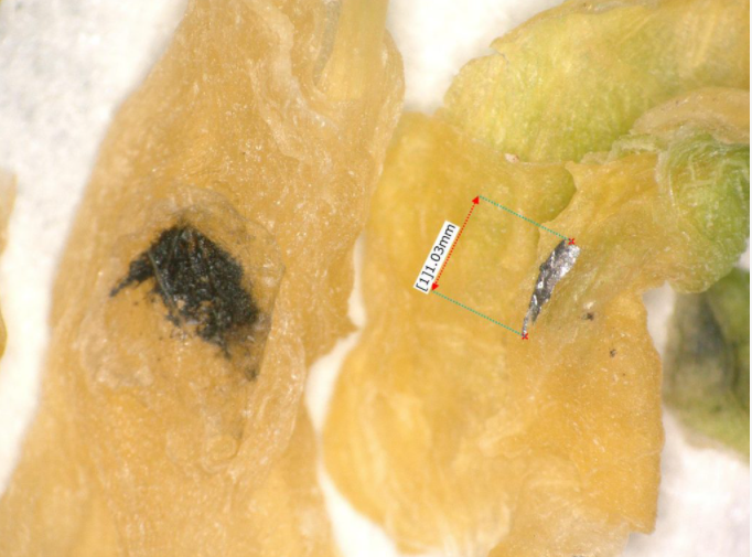 【事例】受託加工　危険異物除去　乾燥キャベツ