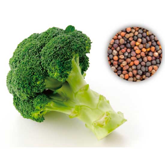 機能性表示食品制度対応「ブロッコリー種子エキス末」