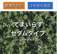 屋上緑化システム：薄層トレー式屋上緑化システムてまいらず