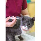 猫.png