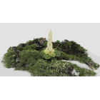 fig5_plant_3dgs.jpg