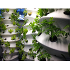 3MT-hortus.jpg