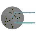 colony-image-1.png