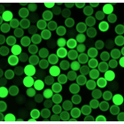03_图说_植物细胞荧光_1.png