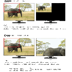 CropZoom3.gif