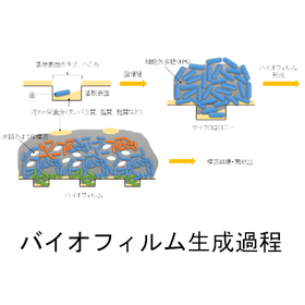 バイオフィルム生成過程.png