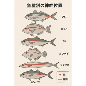 fish-nerve-line-6species.jpg