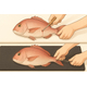 ikejime-shinkeijime-red-seabream-white-black-mat-illustration-strider.jpg