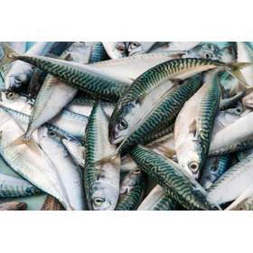 Fish.jpg