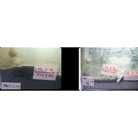池の水をきれいにする.jpg