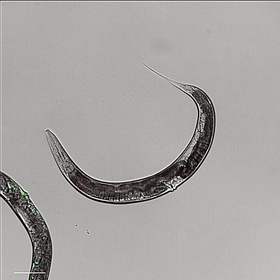 COL025803-Fig-6-CX5-CElegans-BF-GFP-10X-600 dpi-2048x2048.jpeg