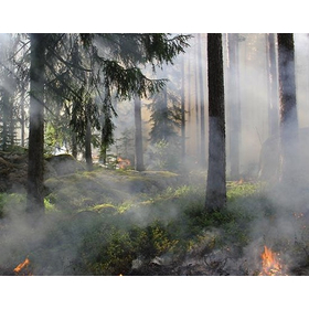 forest1.jpg