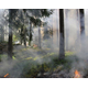 forest1.jpg
