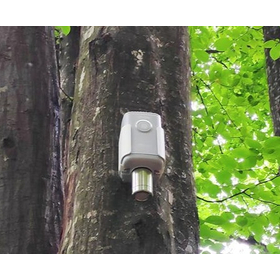forest2.jpg