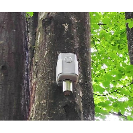 forest2.jpg
