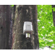 forest2.jpg