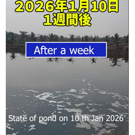 藻の駆除?.png