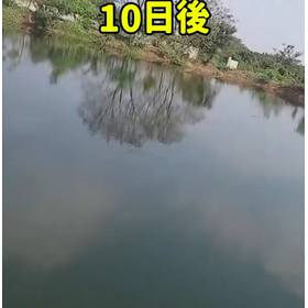 藻の駆除?.png