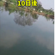藻の駆除?.png