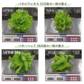 ウルトラファインバブル_レタス生育比較写真.png