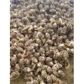 ベトナムSnail養殖画像.png