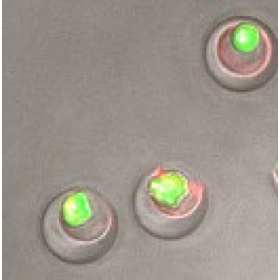 nanovial.png