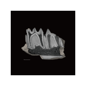 ct_fossil_jaw_2-210x210-1.png