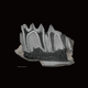 ct_fossil_jaw_2-210x210-1.png