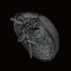 ct_tentomushi_2-210x210-1.png