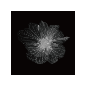 ct_sakura_2-210x210-1.png