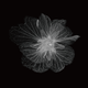 ct_sakura_2-210x210-1.png