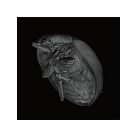ct_tentomushi_2-210x210-1.png
