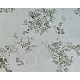016_microscope.jpg