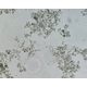 016_microscope.jpg