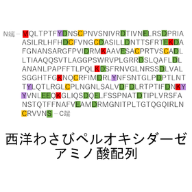 ペルオシキダーゼアミノ酸配列.png