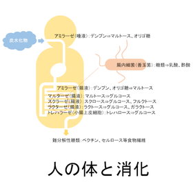 人の体と消化.png