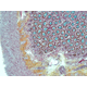 COL32578-EVOS-M5000-180517-S-Apo-10X-Movats-4-COLOR-1280x1280.jpeg