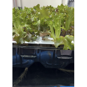 su lettuce IMG_E3697.JPG
