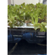 su lettuce IMG_E3697.JPG