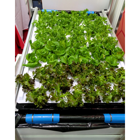 su lettuce 20250930_160941858.jpg